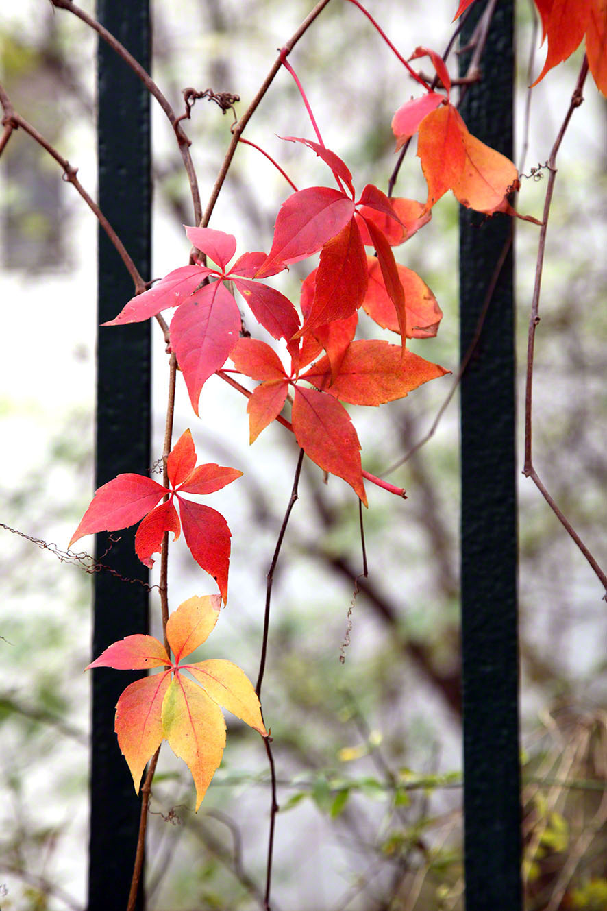 Wien, Strudlhofstiege