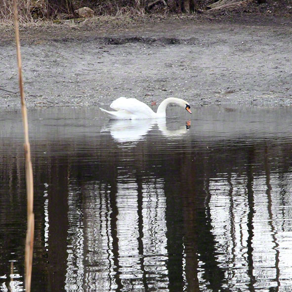 Lusthauswasser, Schwan