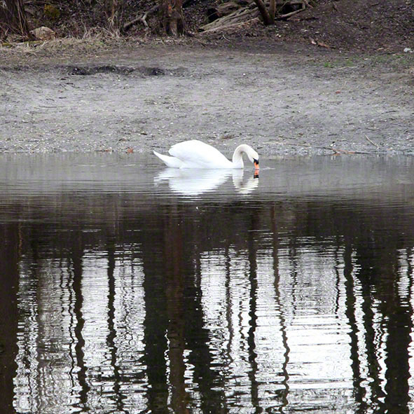 Lusthauswasser, Schwan