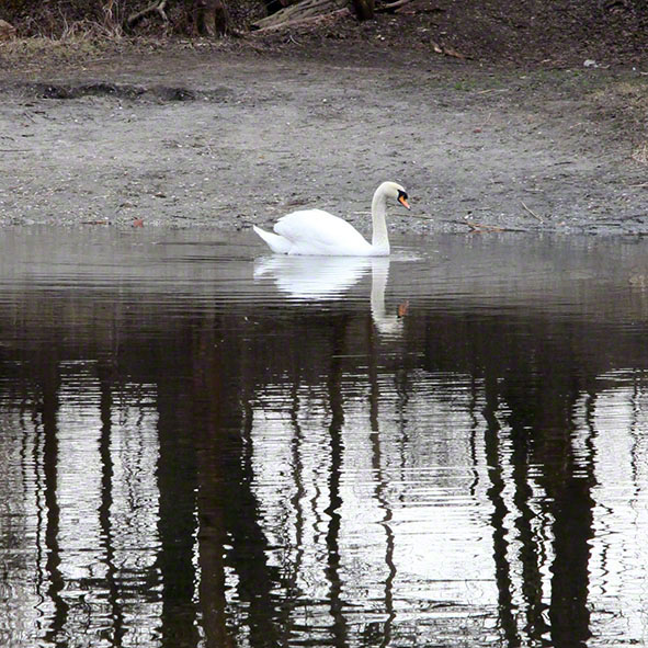 Lusthauswasser, Schwan