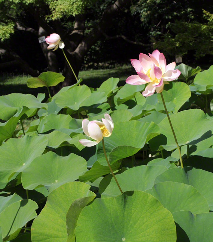 Lotosblume im Botanischen Garten in Wien