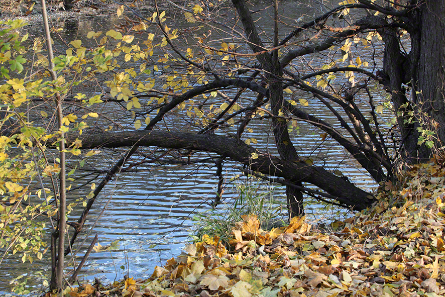 Prater - am Heustadlwasser