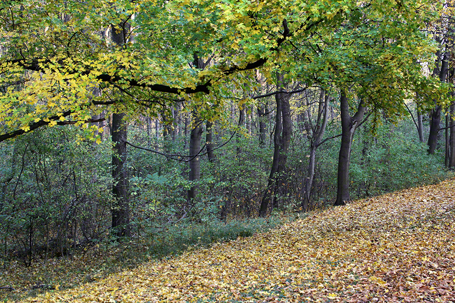 Prater-Hauptallee