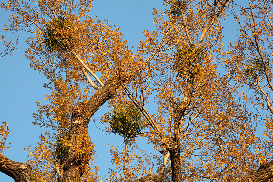 Prater-beim Lusthaus