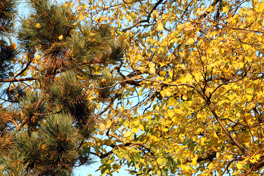 Prater-beim Lusthaus