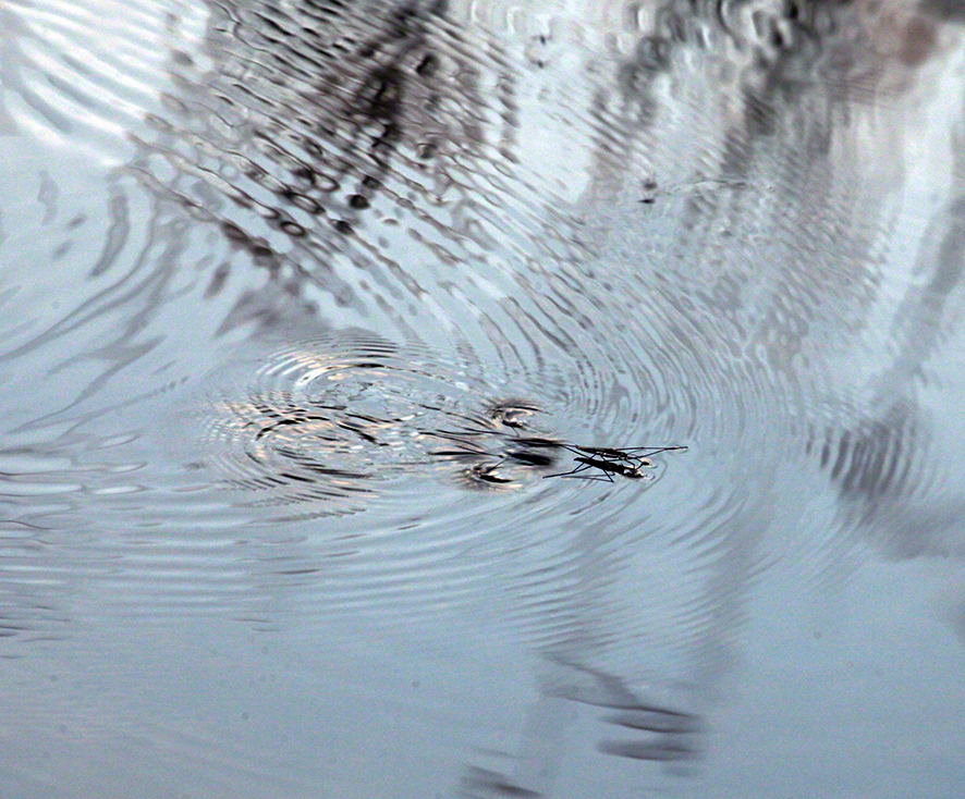 Lusthauswasser, Wasserläufer