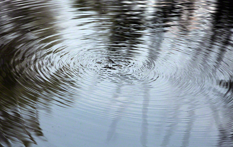 Lusthauswasser, Wasserläufer