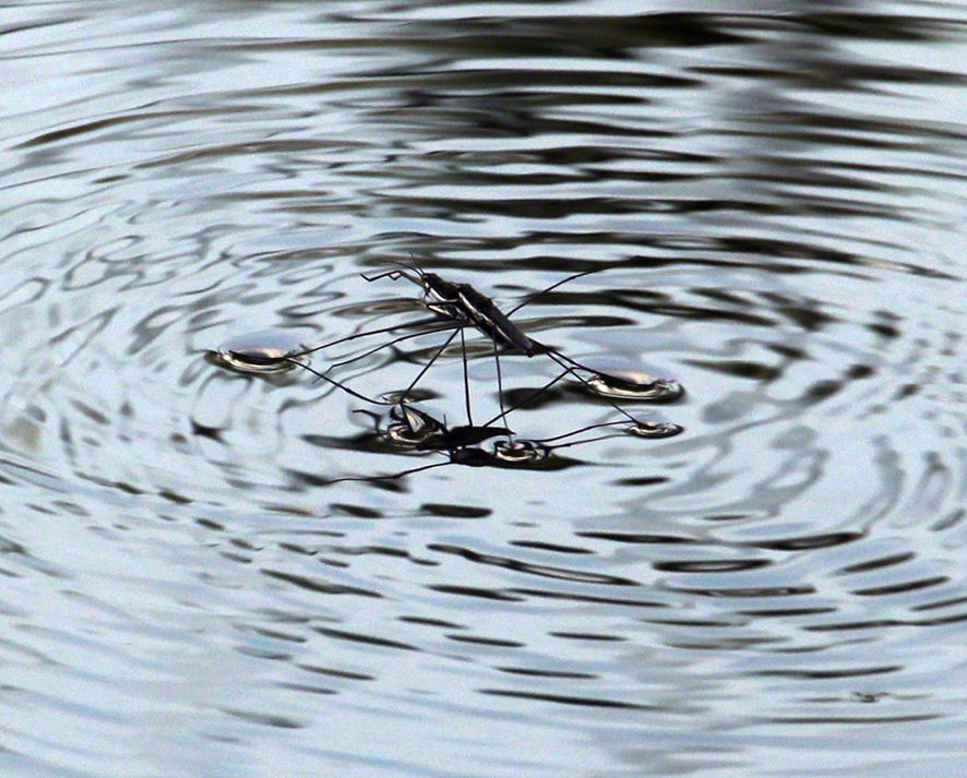 Lusthauswasser, Wasserläufer