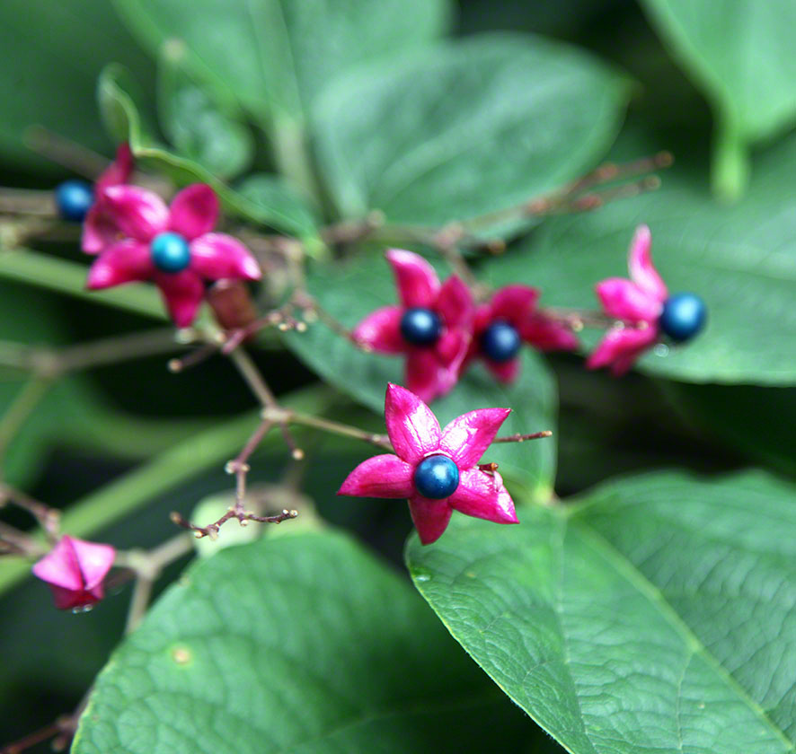 Zagreb Kaptol Unbekannte Pflanze