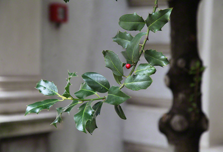 Zagreb Palast der Kroatischen Geschichte Stechpalme