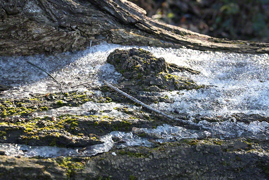 Am Weg zum Lusthauswasser