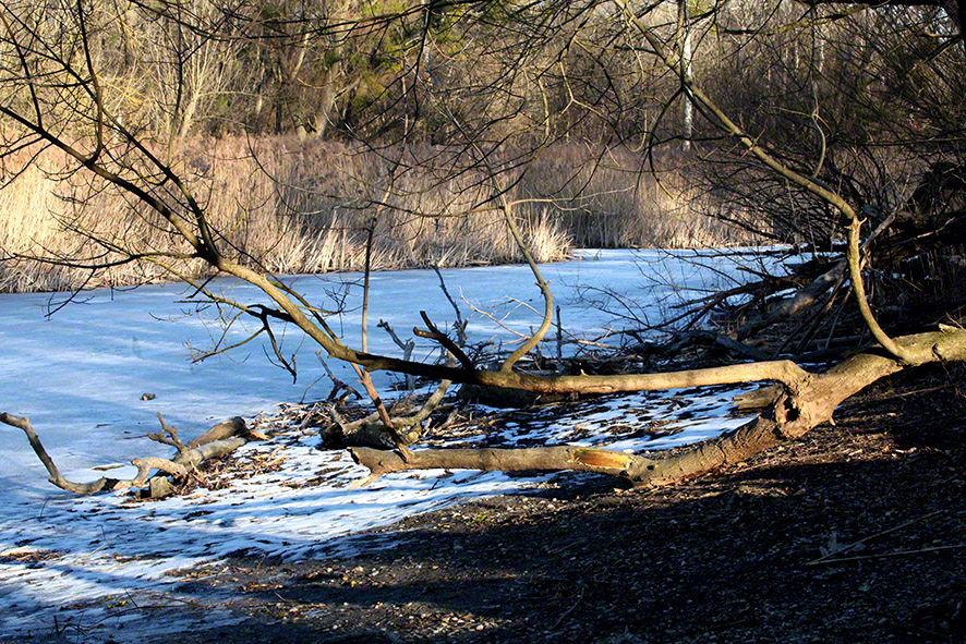 Lusthauswasser, vereist