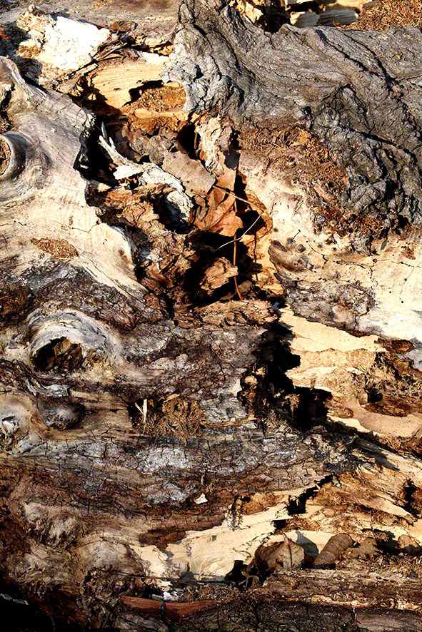 Lusthauswasser, Rinde