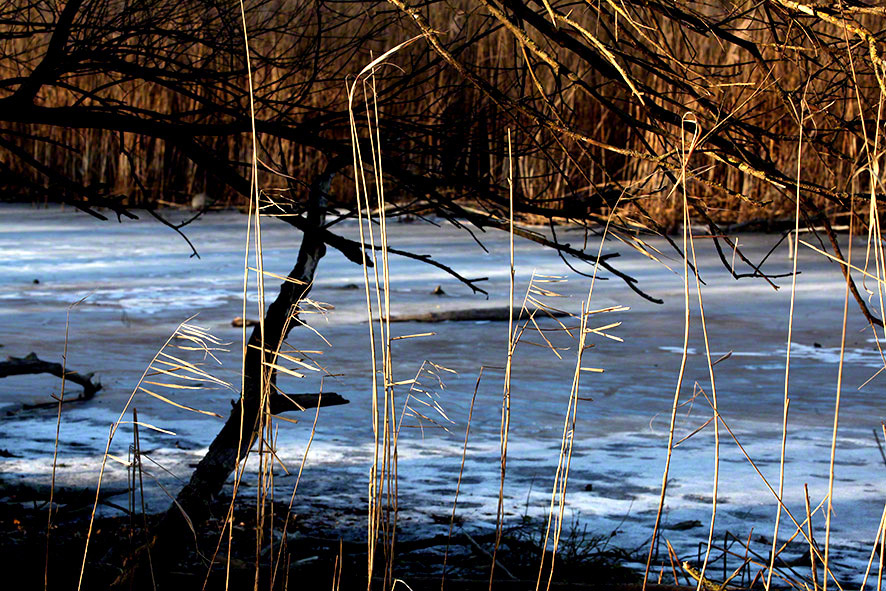 Lusthauswasser, vereist