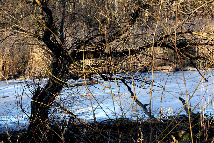 Lusthauswasser, vereist