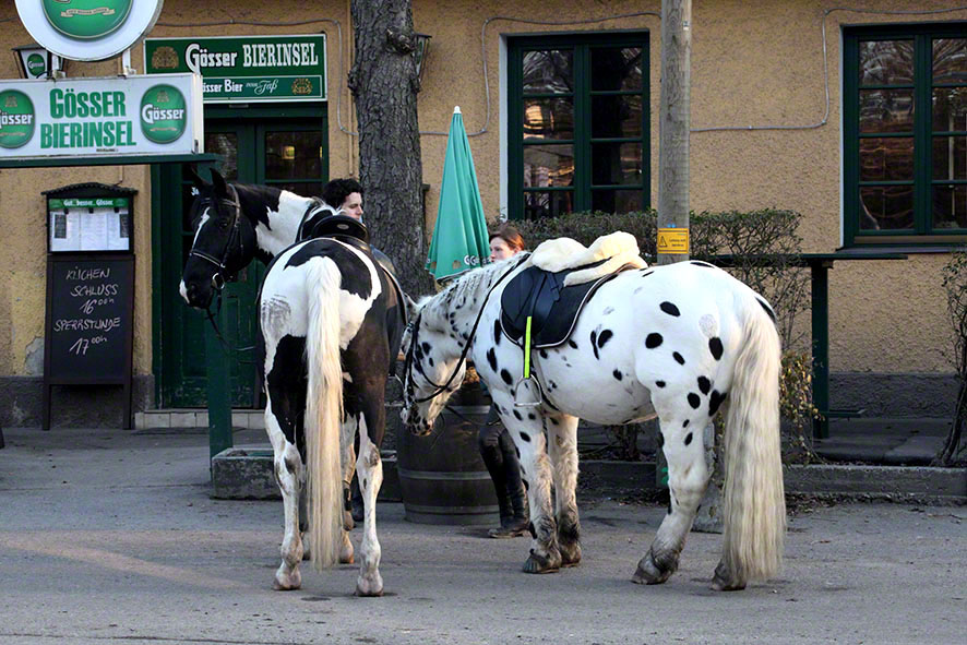 Lusthauswasser, Pferde