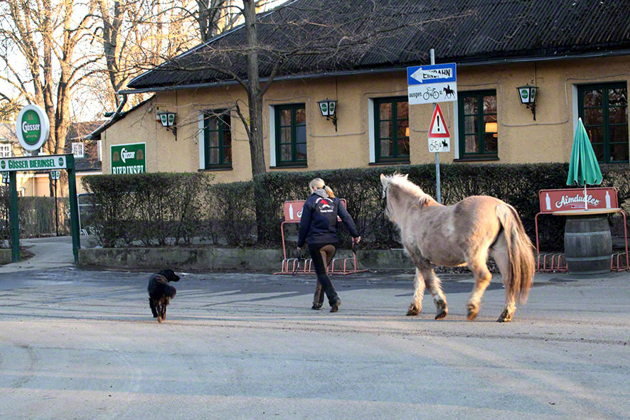 Lusthauswasser, Pferde