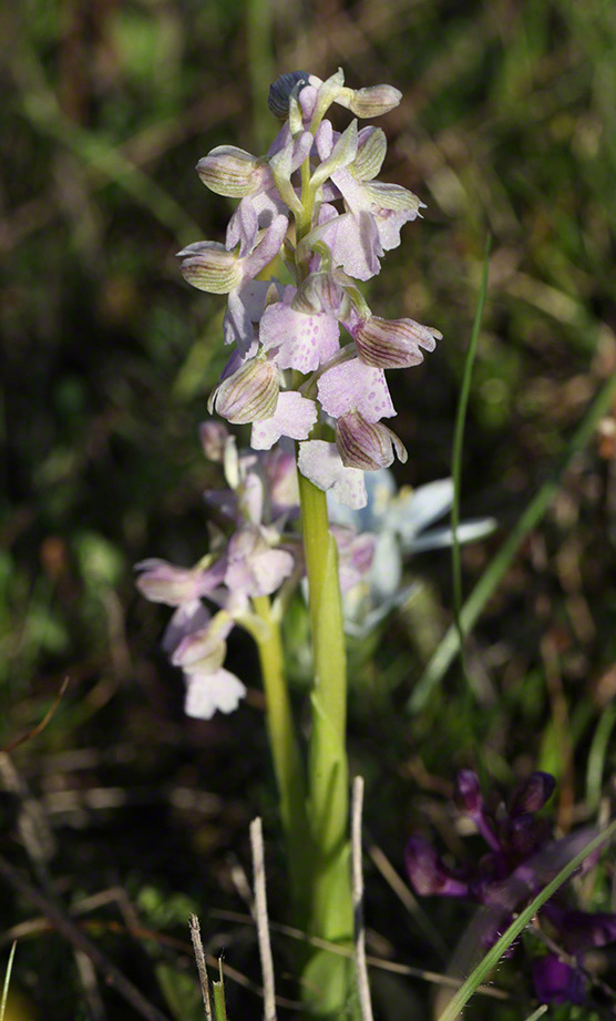 Kleines Knabenkraut - orchis morio