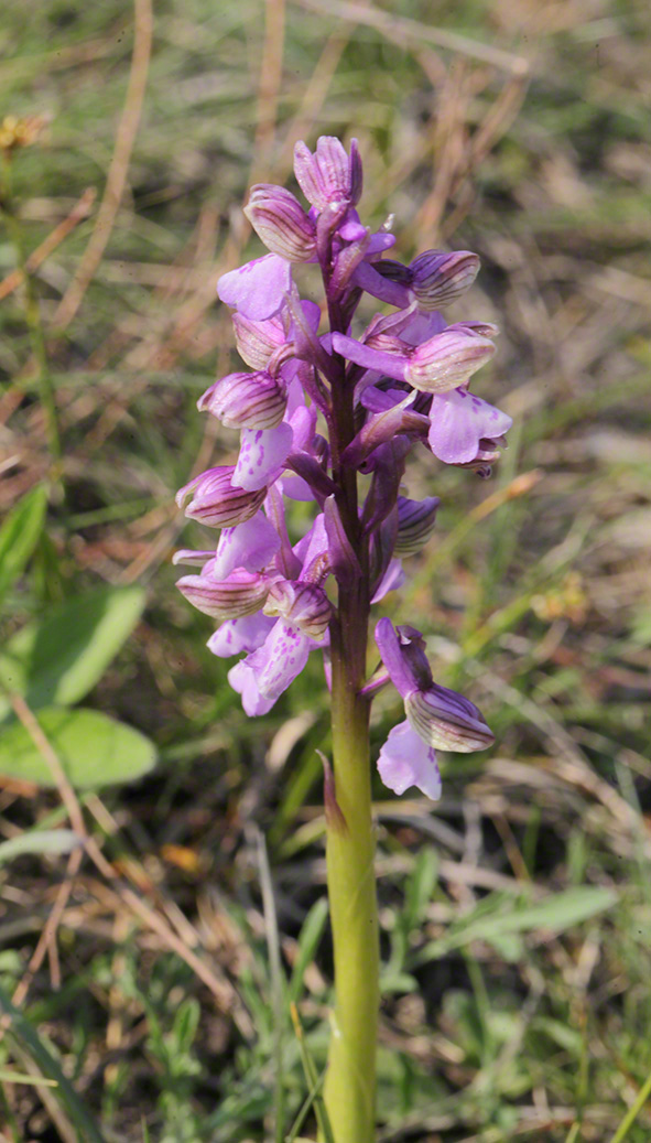 Kleines Knabenkraut - orchis morio