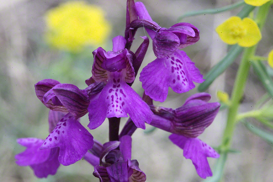 kleines Knabenkraut - orchis morio