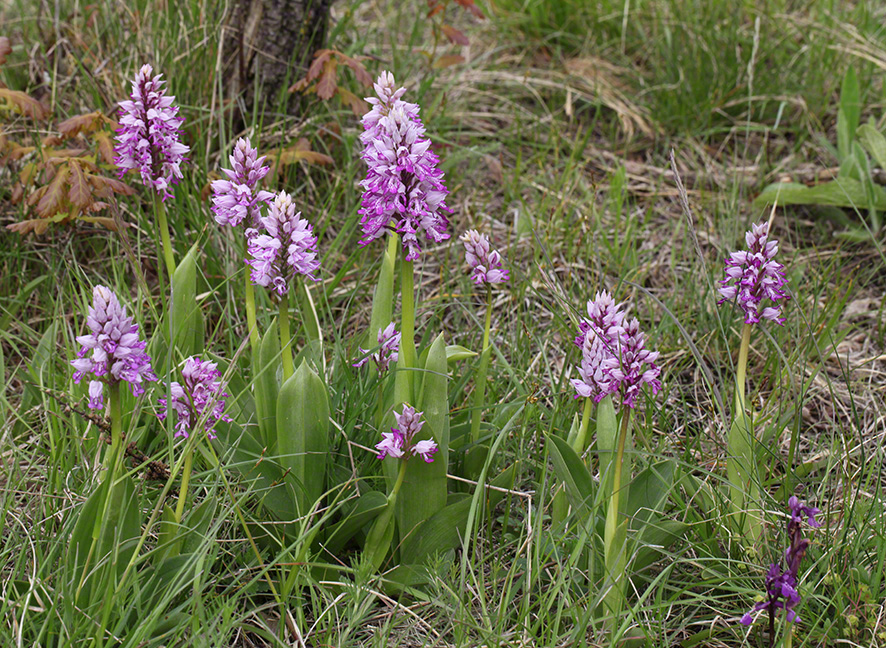 Helm-Knabenkraut - orchis militaris