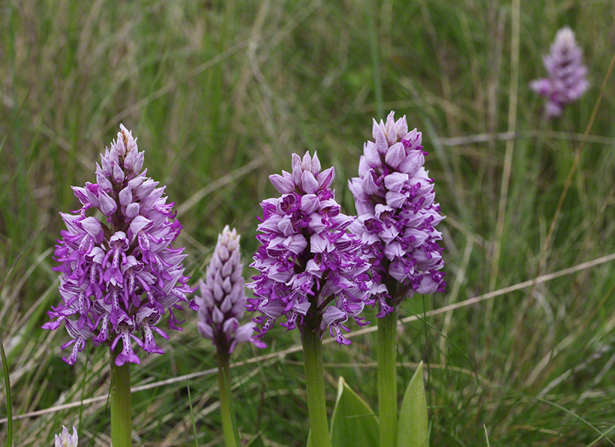 Helm-Knabenkraut - orchis militaris