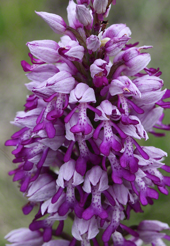 Helm-Knabenkraut - orchis militaris