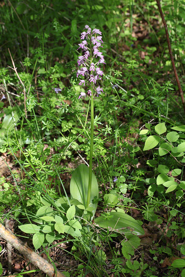 Helm-Knabenkraut - orchis militaris