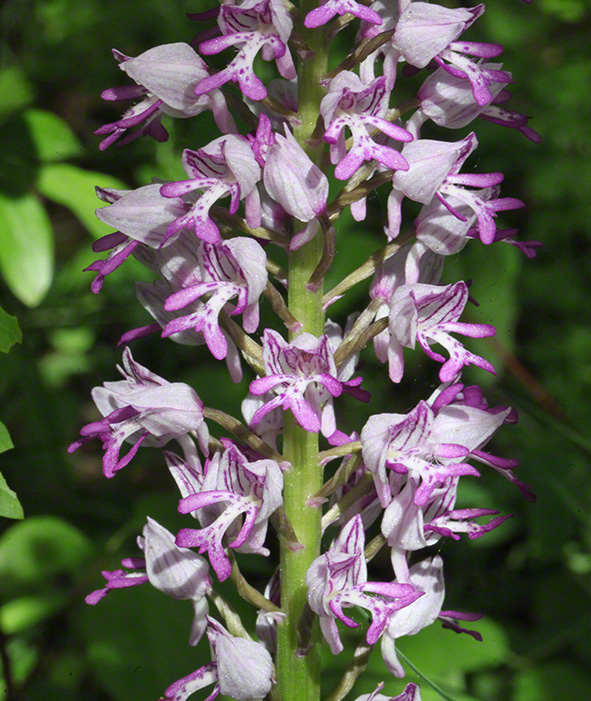 Helm-Knabenkraut - orchis militaris