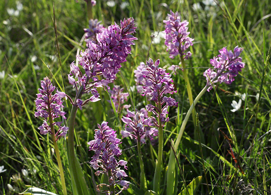 Helm-Knabenkraut - orchis militaris