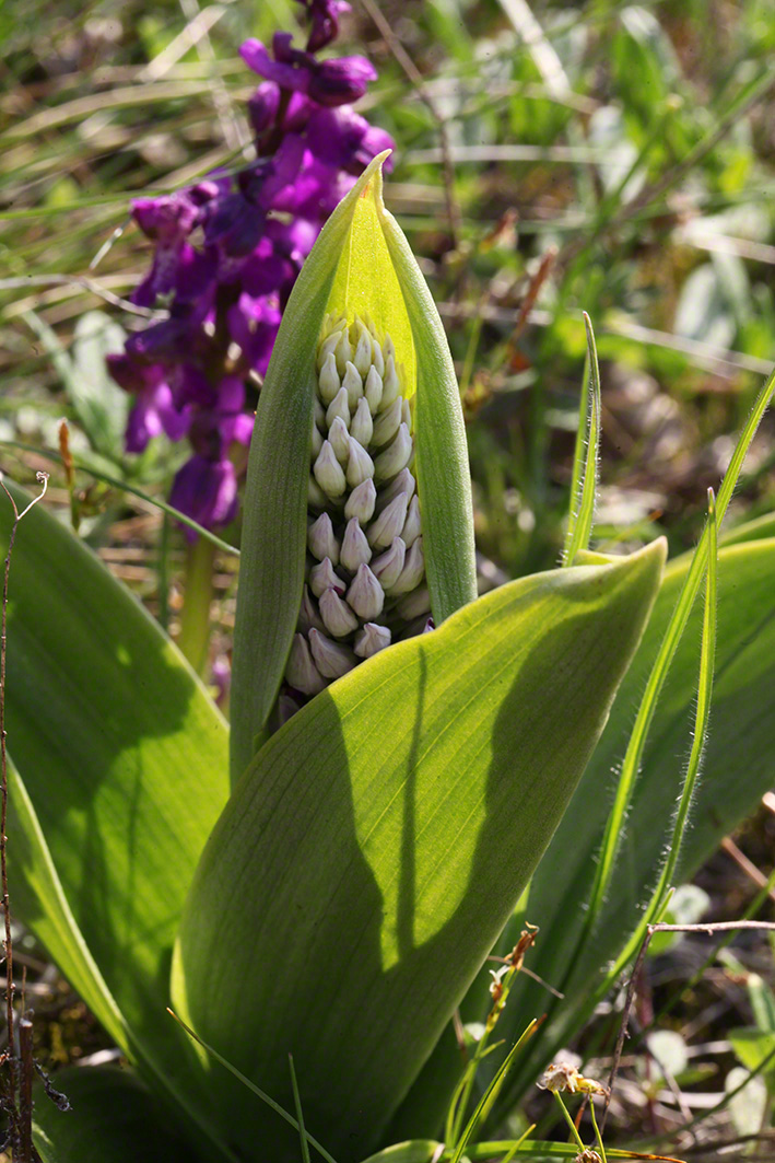 Helm-Knabenkraut - orchis militaris