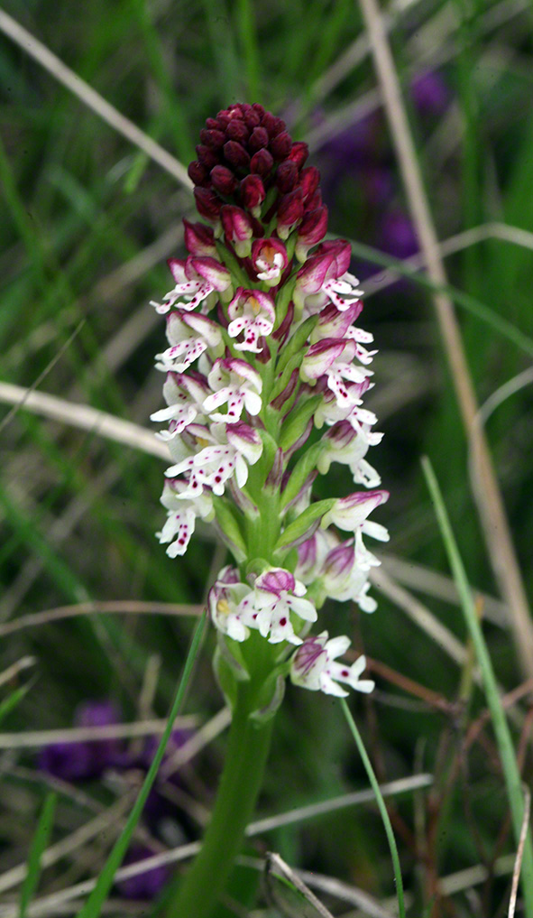 Brand-Knabenkraut - orchis ustulata 