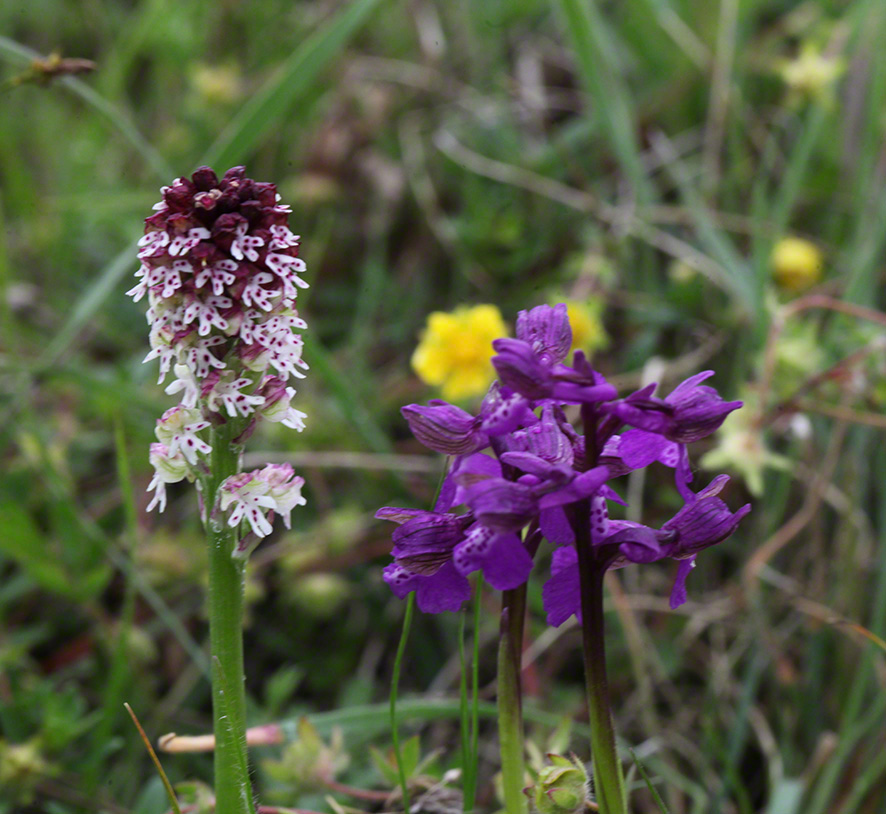 Brand-Knabenkraut - orchis ustulata 