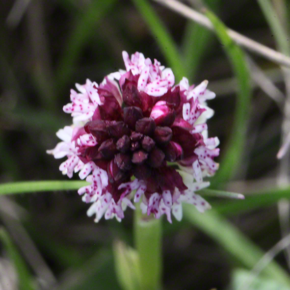 Brand-Knabenkraut - orchis ustulata