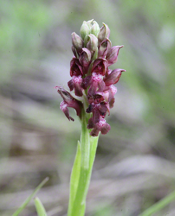 Wanzen-Knabenkraut - orchis coriophora - Anacamptis coriophora