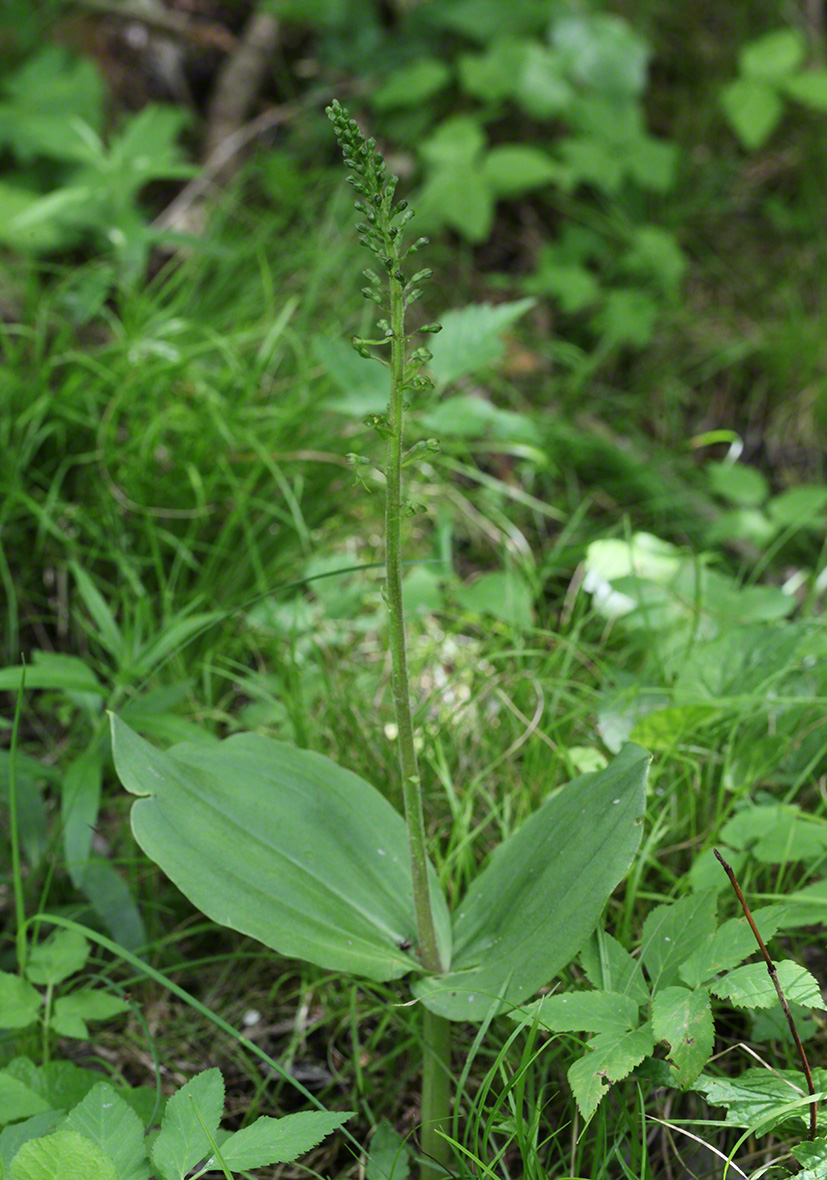 Großes Zweiblatt - Listera ovata