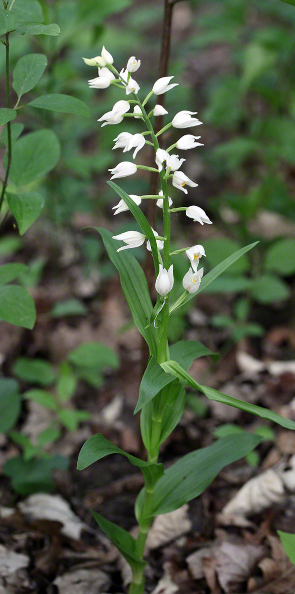 Schmalblatt-Waldvögelein - Cephalanthera longifolia