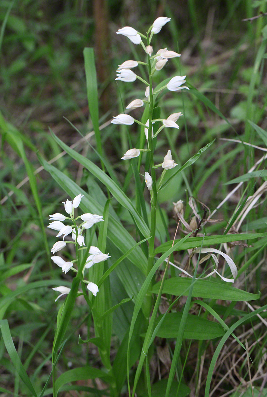 Schmalblatt-Waldvögelein - Cephalanthera longifolia