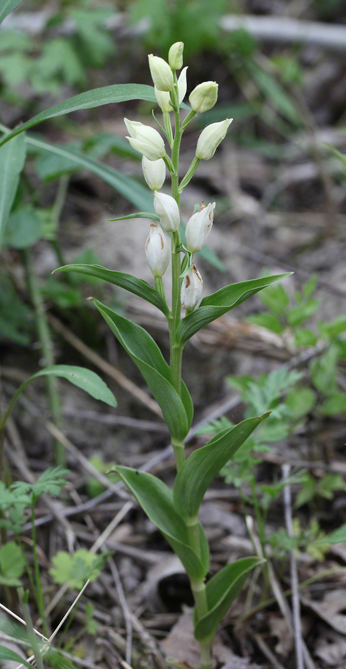 Breitblatt-Waldvögelein - Cephalanthera damasonium