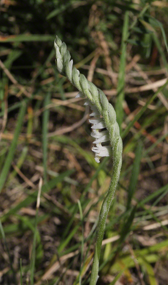 Herbst-Drehwurz - Spiranthes spiralis