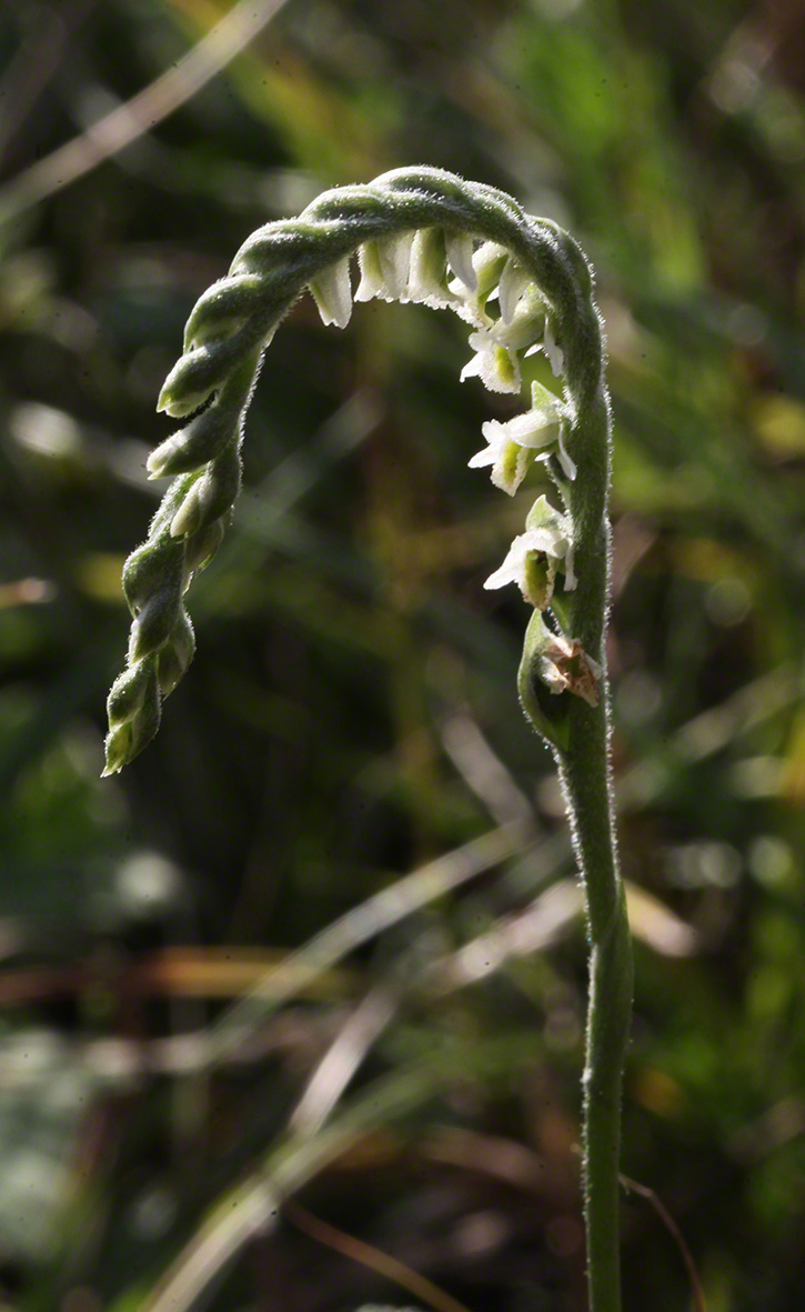 Herbst-Drehwurz - Spiranthes spiralis