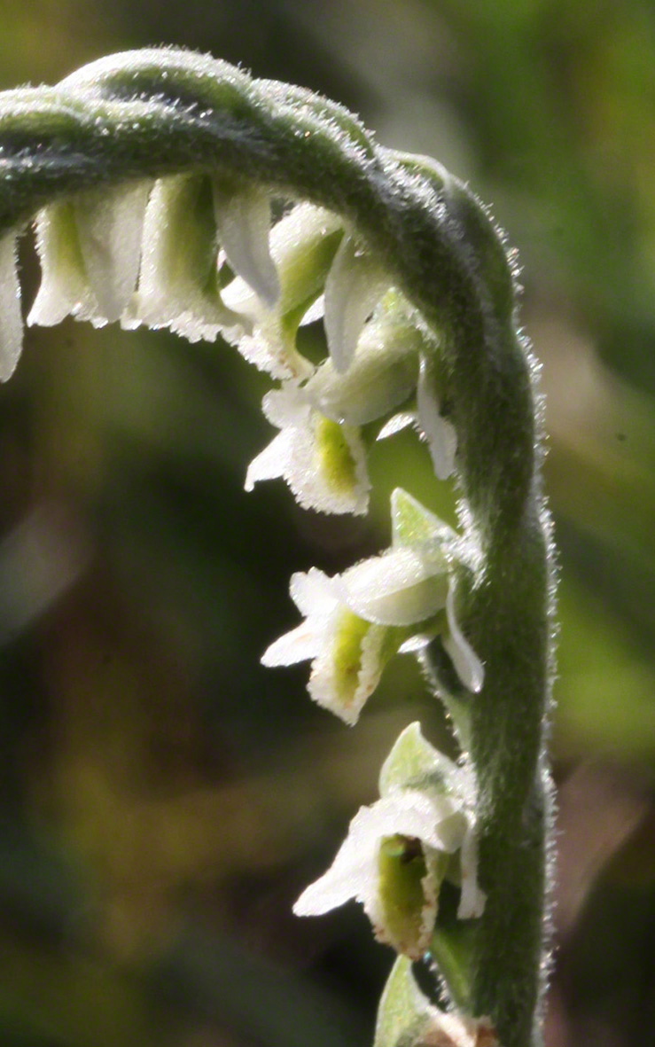 Herbst-Drehwurz - Spiranthes spiralis