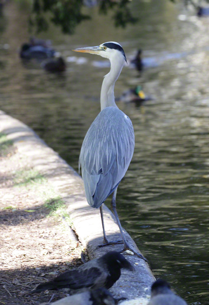 Türkenschanzpark, Graureiher
