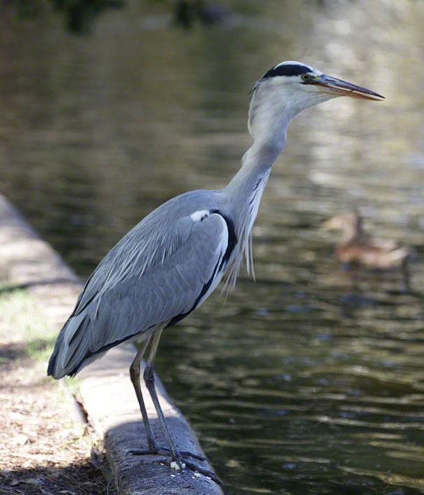 Türkenschanzpark, Graureiher
