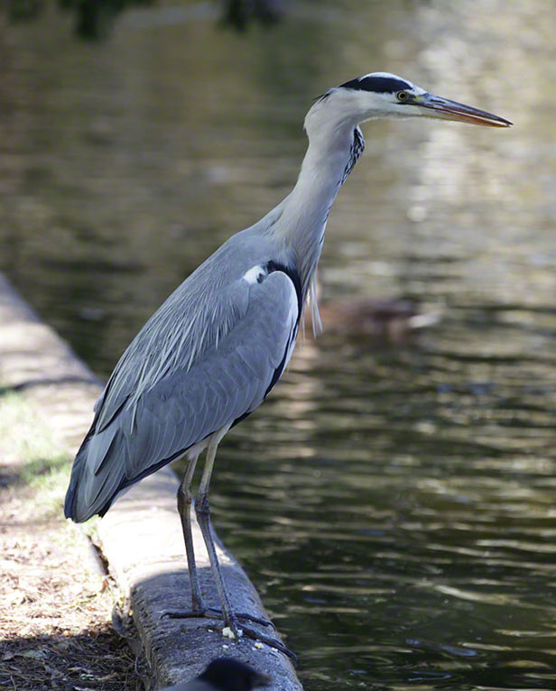 Türkenschanzpark, Graureiher
