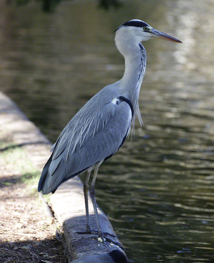 Türkenschanzpark, Graureiher