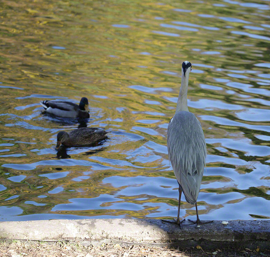 Türkenschanzpark,Graureiher