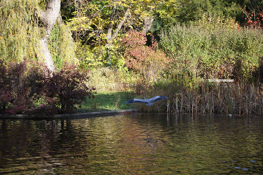 Türkenschanzpark, Graureiher