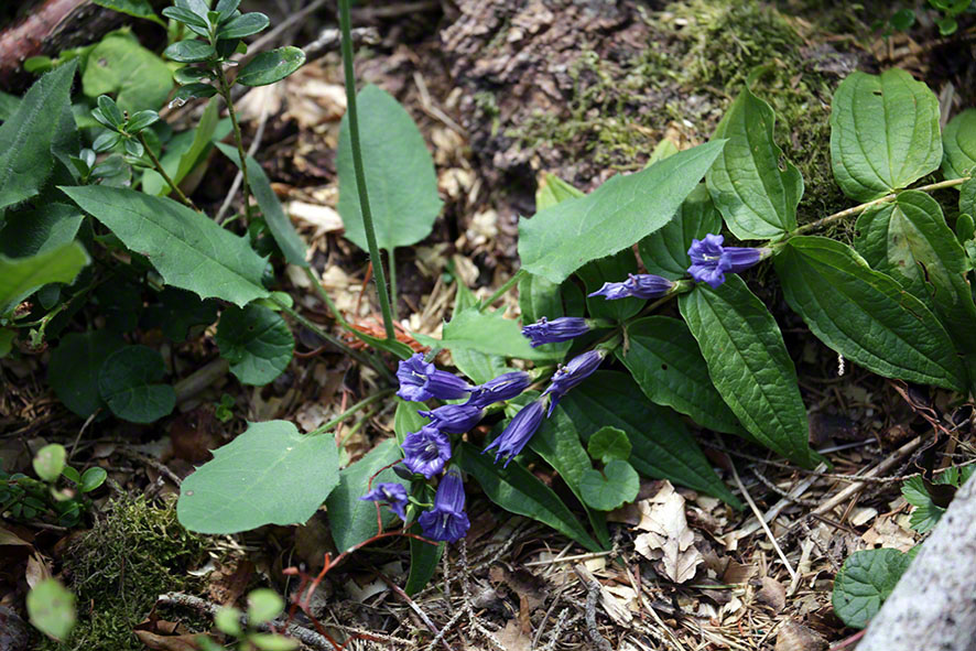 Schwalbenwurz-Enzian (Gentiana asclepiadea)