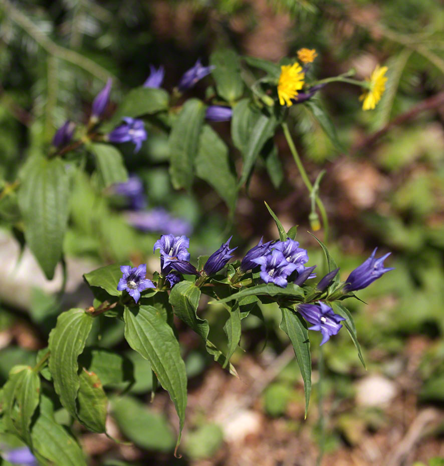 Schwalbenwurz-Enzian (Gentiana asclepiadea)